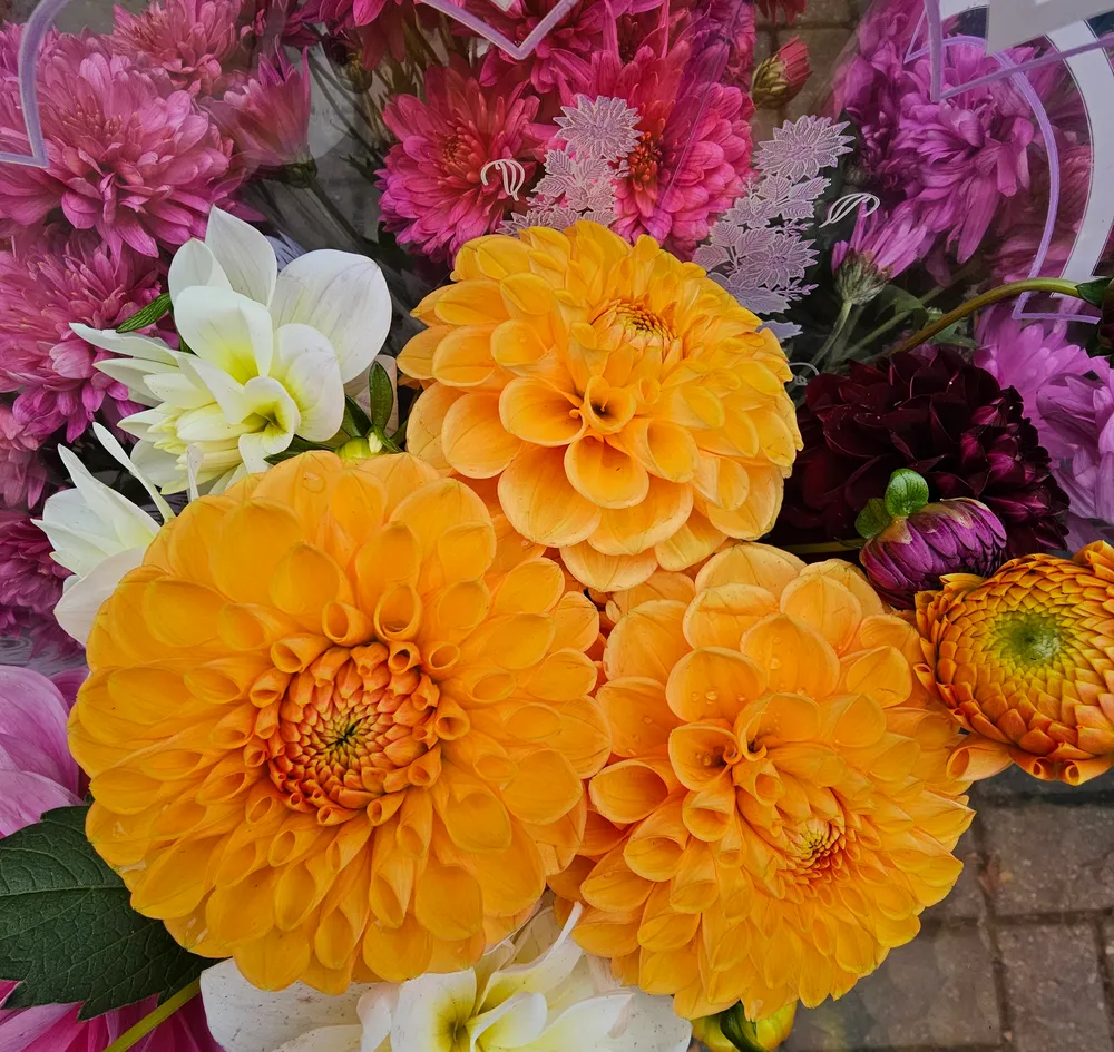 Foto de ejemplo: dalias de pompón naranjas entre dalias rosas y blancas